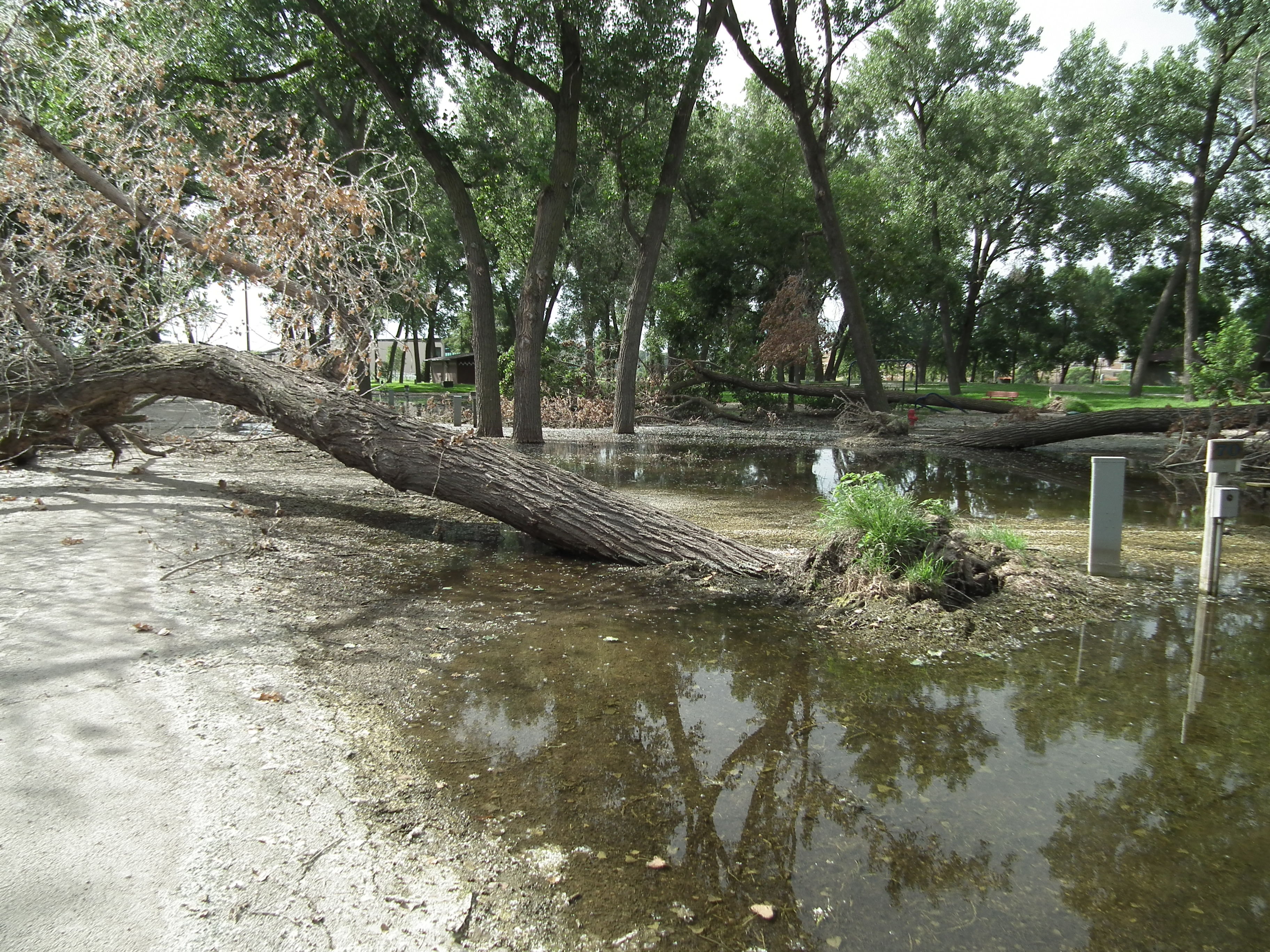 Cottonwood tree tipped over after prolonged flooding event in south sioux city. 
